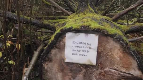 Natur Nachspiel 175 Jahre Alter Baum Nach Sturm Alfrida Umgestürzt — Stockvideo