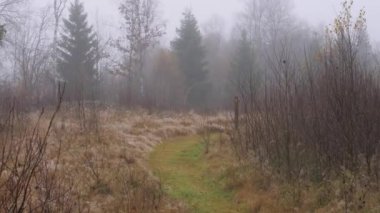 Sisli Orman 'da Yürüyüş Patikası, Foggy Nordic Day, Pan çekimi. Yüksek kalite 4k görüntü