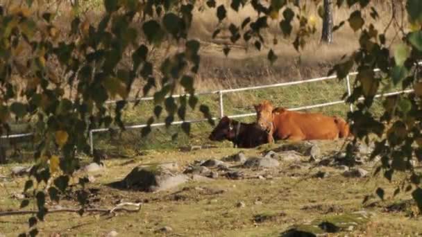 Δύο Αγελάδες Που Αναπαύονται Στο Pasture Ανάμεσα Στα Φύλλα Των — Αρχείο Βίντεο