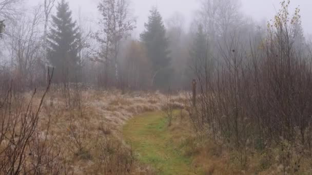 Wanderweg Nebelwald Neblig Nordischer Tag Pan Shot Hochwertiges Filmmaterial — Stockvideo