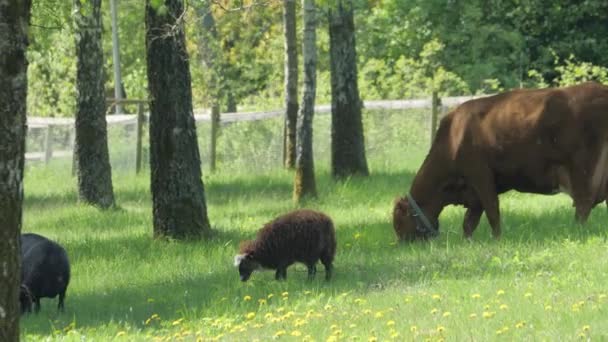 Αρνί Και Αγελάδα Βοοειδή Παστουρμά Multi Species Gracing Στο Summer — Αρχείο Βίντεο