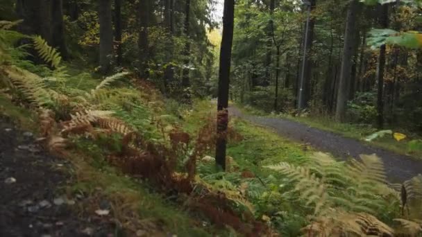 Велосипедная Дорога Пышном Северном Лесу Долли Девил Высококачественные Кадры — стоковое видео