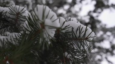 Kozalaklı İğneler Karla Kaplanmış, Yumuşak Odaklanma Bokeh 'le, Yaklaş. Yüksek kalite 4k görüntü