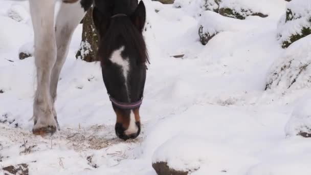Paard Grazen Sneeuw Grond Tijdens Winter Close Hoge Kwaliteit Beeldmateriaal — Stockvideo