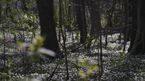 Весенняя Подтопленная Кровать Белыми Деревянными Подлесками Лесу Пан Шот Высококачественные — стоковое видео