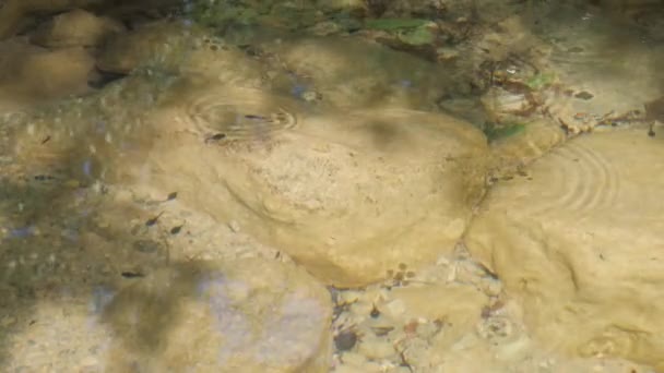 Wasserläufer Und Kaulquappen Hellen Flachwasser Mit Felsen Hochwertiges Filmmaterial — Stockvideo
