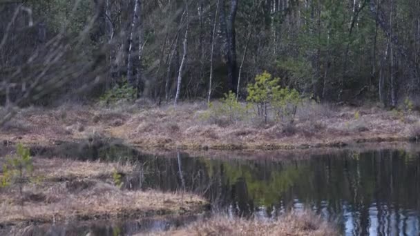 Natur Reflektion Vattenytan Våtmark Damm Luta Sig Ner Högkvalitativ Film — Stockvideo