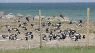 İsveç, Oland Adası, Baltık Denizi kıyısında Barnacle Goose Sürü. Yüksek kalite 4k görüntü