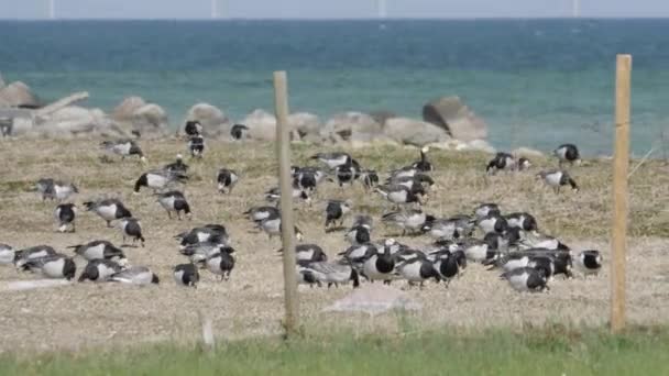 Barnacle Goose Flock Sulla Costa Del Mar Baltico Oland Island — Video Stock