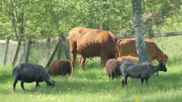 Vaca Com Bezerro Graze Ovelha Pastagem Durante Verão Imagens Alta — Vídeo de Stock