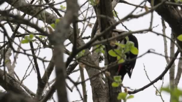 Ağaçta Büyük Benekli Ağaçkakan Rüzgarlı Gün Orman Kuşları Sahnesi Yüksek — Stok video