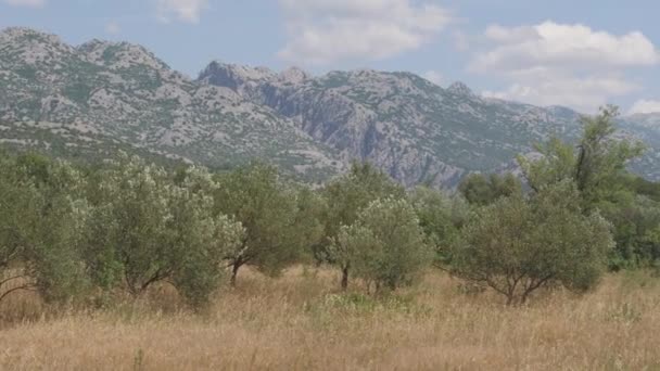 Olivi Montagne Brulle Croazia Pan Shot Filmati Alta Qualità — Video Stock