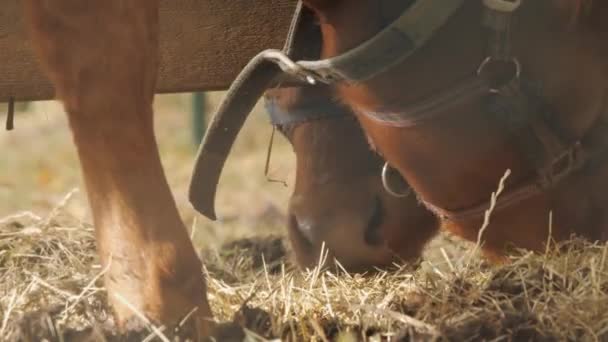 Duas Vacas Comer Concentra Fay Cow Snouts Close Imagens Alta — Vídeo de Stock