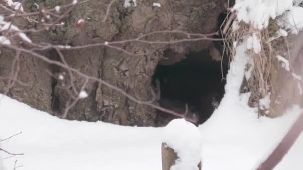 Ferret Berlari Hide Looks Out Snowy Winter Scene Tracking Shot — Stok Video