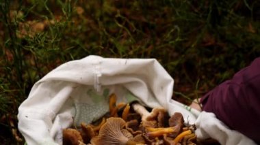 Huni Chanterelles, mantar dolu büyük çanta, yakın çekim. Yüksek kalite 4k görüntü