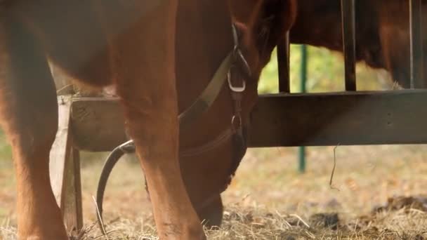 Cow Eating Hay Cow Snout Hooves Close Imagens Alta Qualidade — Vídeo de Stock