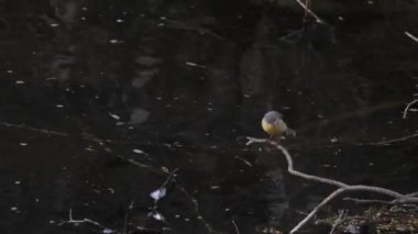Kuş az önce geldi. Tüylü gri Wagtail, Karanlık Su 'nun üstünde bir dalda, bahar sahnesinde. Yüksek kalite 4k görüntü