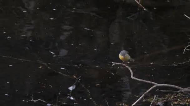 Bird Acaba Llegar Perched Grey Wagtail Branch Dark Water Spring — Vídeo de stock