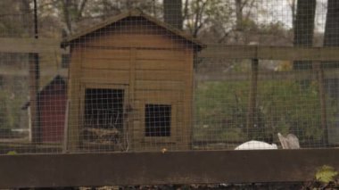 Tavşan Evi ya da Hutch, Pasture 'da Şirin Kulaklar, Çiftlik Sahnesi. Yüksek kalite 4k görüntü