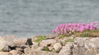 Yaban arıları ve Okyanus Kıyısı Suyu Arkaplanlı Deniz Arısı Pembe Çiçekleri. Yüksek kalite 4k görüntü