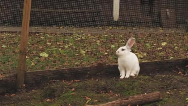 Білий Кролик Пасовищах Являється Дитинстві Сімейна Тварина Осінь Високоякісні Кадри — стокове відео
