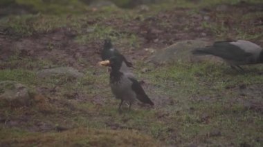 Karga havalanıyor ve yiyecekle uzaklara uçuyor ve diğer kuşları zekasıyla alt ediyor. Yüksek kalite 4k görüntü