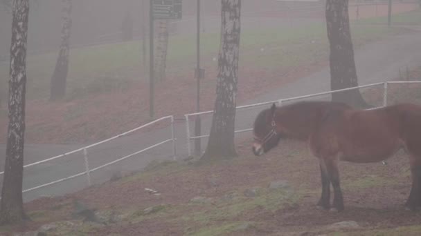 Kůň Odpočinku Mlhavém Dni Pastvině Koňská Pohoda Vysoce Kvalitní Záběry — Stock video