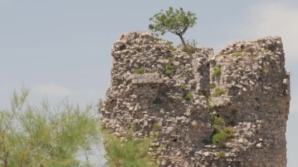 Vecka Kula Kulesi Nin Tepesindeki Küçük Ağaç Starigrad Paklenica Hırvatistan — Stok video