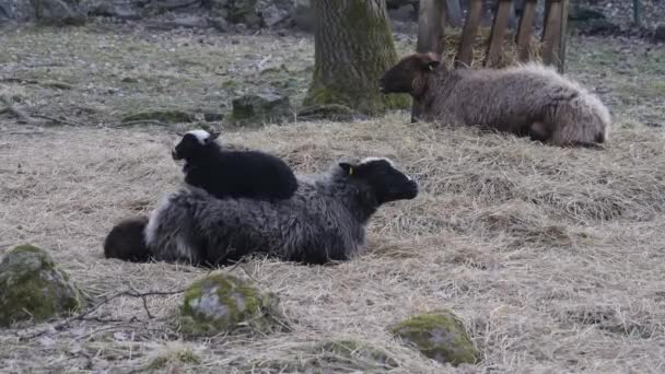Sevimli Kara Kuzu Anneler Sırtında Dinleniyor Koyun Otlakta Saman Üzerinde — Stok video