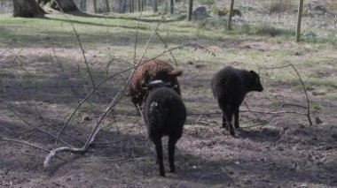 Yerdeki A Tree Branch 'ta Kuzular Yemek Yiyor. Yüksek kalite 4k görüntü