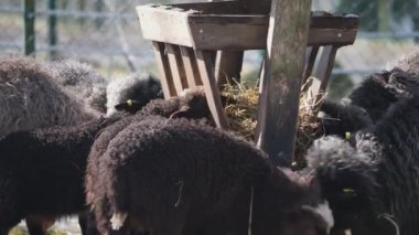 Beslenme İstasyonunda Kuzularla Aç Kara Koyun Sürüsü, Yaklaş. Yüksek kalite 4k görüntü