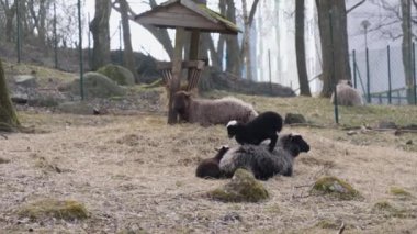 Oyuncu Kuzular Anne Sırtında Duruyor ve Koyun Otlağında Yere Atlıyor. Yüksek kalite 4k görüntü