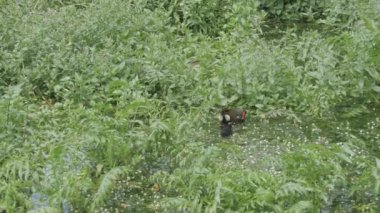 Sık Moorhen veya Waterhen ve Chick Yoğun Nehir Vegetasyonunda. Yüksek kalite 4k görüntü