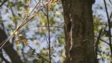 Avrasya Tımarhanesi Ağaç Yuvası, Ağaç Deliğinden Uçma, Bahar Sahnesi. Yüksek kalite 4k görüntü