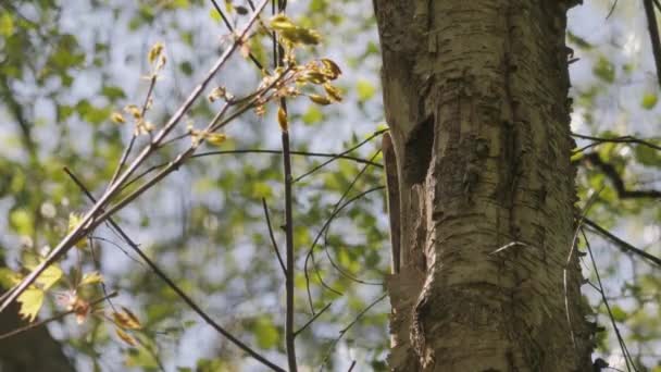 Eurasian Nuthatch Entering Tree Nest Hole Ornithology Spring Scene 고품질 — 비디오