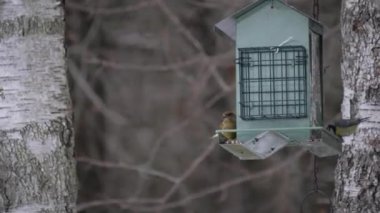Yeşil ispinoz ziyafeti, kışın arka bahçe kuşları, kuşları besleme şutu. Yüksek kalite 4k görüntü