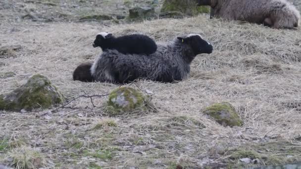 Sırtında Kuzusu Olan Koyunların Annesi Dinleniyor Gevşiyor Tilt Shot Yüksek — Stok video
