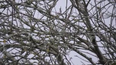 Fast Marsh Tit Looking For Food in Dense Shrub at Winter. High quality 4k footage