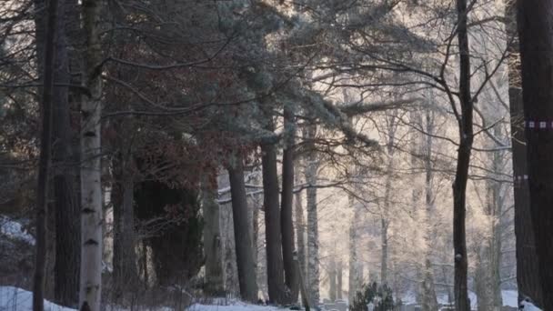 Открытие Леса Покрытое Снегом Солнечный Зимний День Кадр Наклоном Высококачественные — стоковое видео
