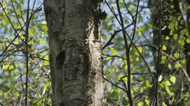 Eurasian Nuthatch Leaving Tree Trunk Nest Birch Tree Швеція Кадри — стокове відео