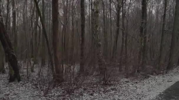 Σκοτεινό Και Πυκνό Τρομακτικό Δάσος Φαίνεται Μια Χειμερινή Βόλτα Gimbal — Αρχείο Βίντεο