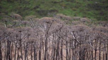 Heracleum sphondylium veya Hogweed, Invasive Plant Spreading Fast, Pan shot. Yüksek kalite 4k görüntü