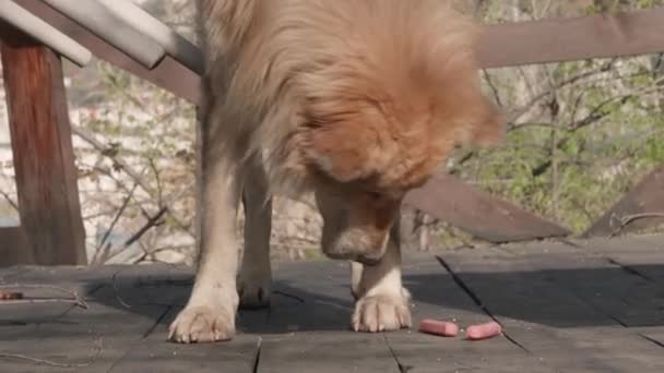 Street Dog Being Fed Sausages Helping Homeless Pet Low Angle — Wideo stockowe