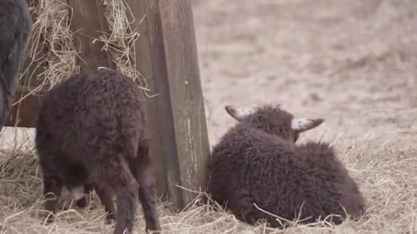 Adorable Black Lamb Resting Outdoor Hay Scratching Back High Quality — Stock Video