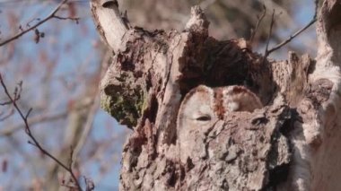 Tawny Baykuş uyanıyor ve Ağaç Yuvasından dışarı bakıyor. Yüksek kalite 4k görüntü