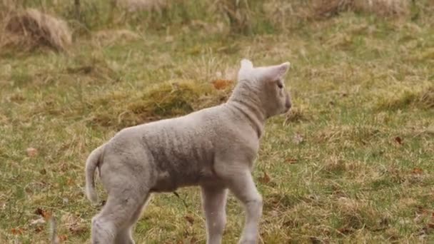 再生可能新生児の子羊は 角膜状のコードを表示 スローモーション 高品質4K映像 — ストック動画