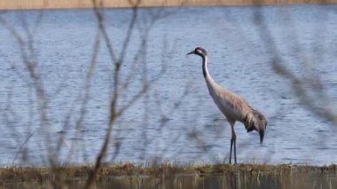 Şubeler ve Göl Arkası Arasında Görülen ortak vinç. Yüksek kalite 4k görüntü