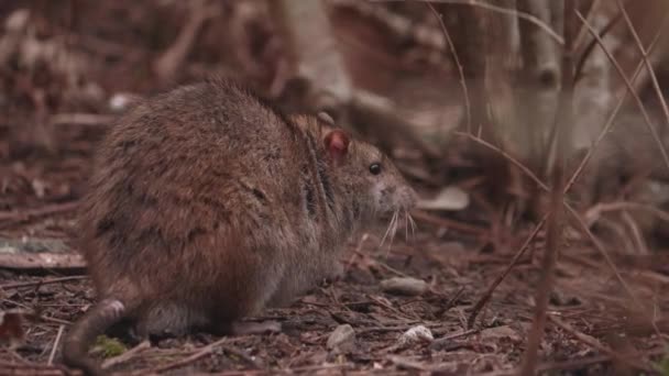 Big Rat Hiding Shrub Unwanted Guest Garden Close High Quality — стокове відео