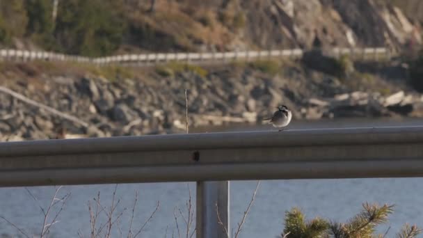 White Wagtail Sitting Road Barrier Next Lake Early Morning High — Αρχείο Βίντεο