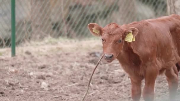Cow Calf Chewing Tree Branch High Quality Footage — Stock Video